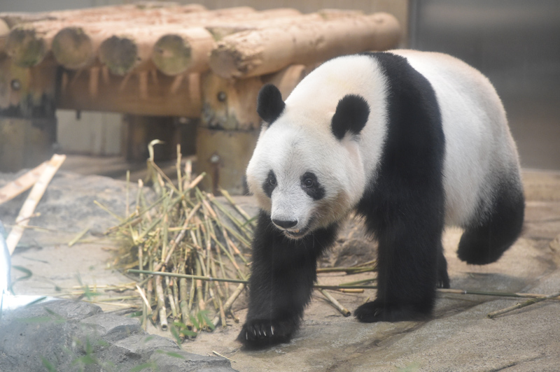 2023年2月に中国に返還される上野動物園のパンダシャンシャン